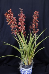 Cymbidium Abundance Mary Lee Grey AM/AOS 82 pts. plant